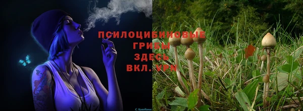 амф Арсеньев
